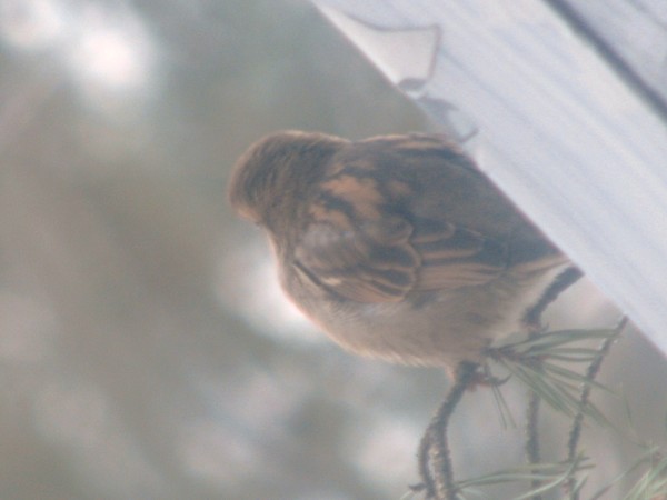 going forwards..sparrow series 2010