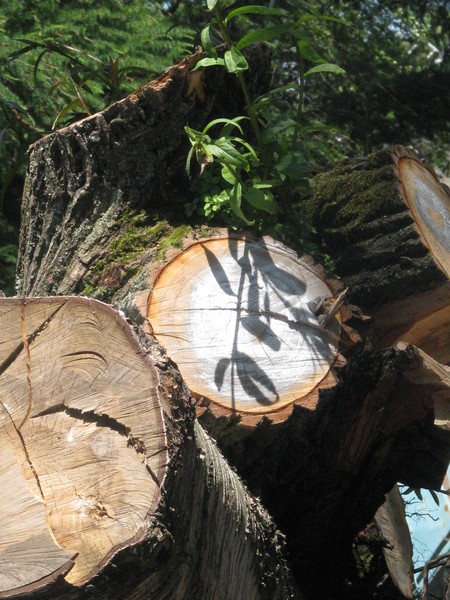 ..TIMBER SUN...