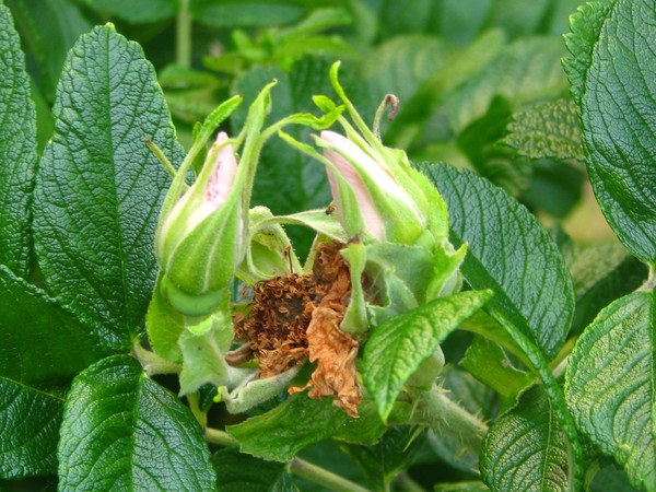 CYCLES OF SUMMER..AND SOLSTICE ROSES