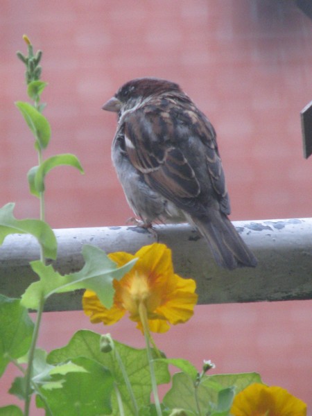 city bird