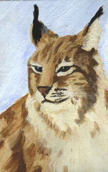 Ilves