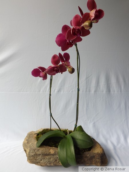 Orquidea
