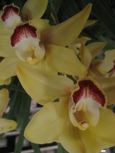 Laughing flower
