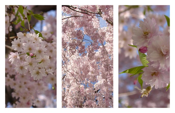 Cherry Blossoms Triptych