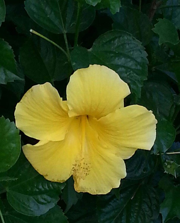 Yellow hibiscus