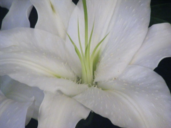 White Flower