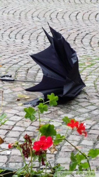 Death of an Umbrella - on a windy day