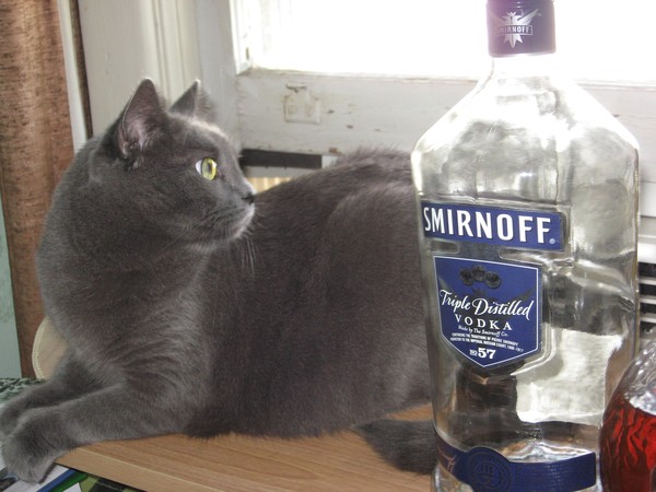 drunk kitty