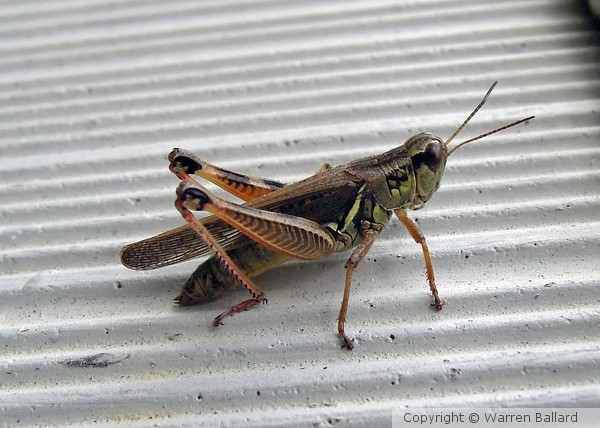 Grasshopper
