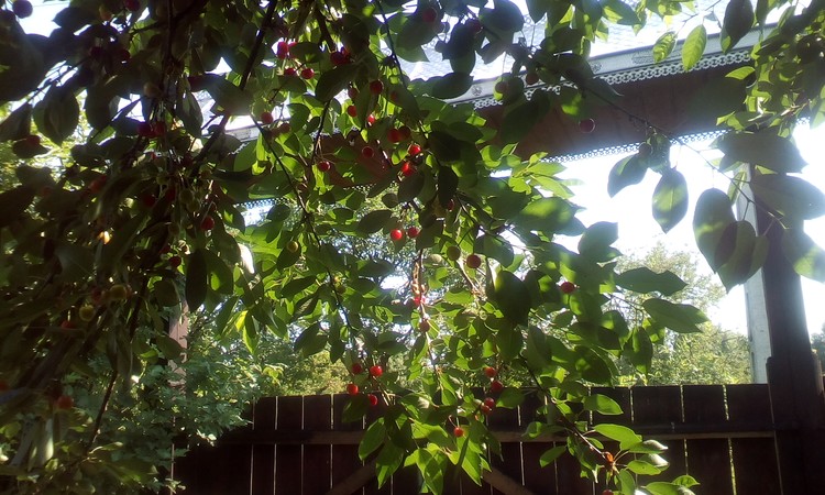 Sour cherry branches