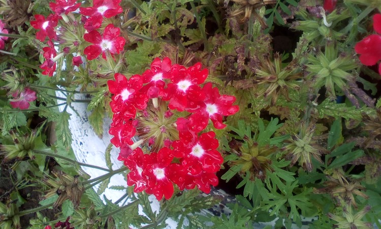 The pot with flowers