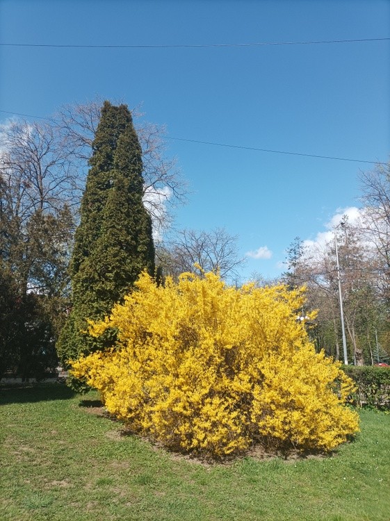Yellow bush