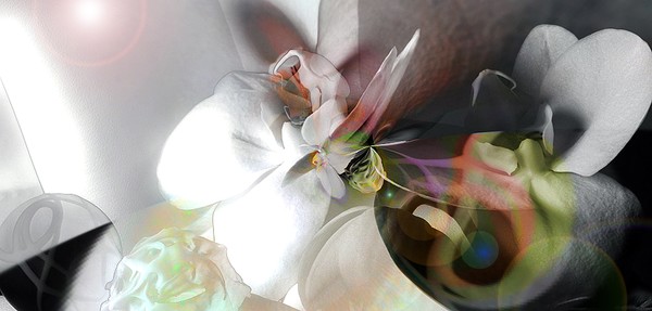 Blossoms