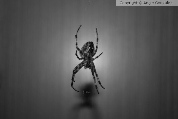 Spider