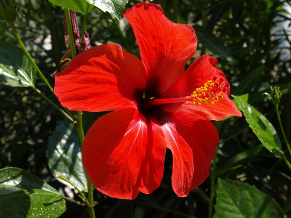 Hibiscus