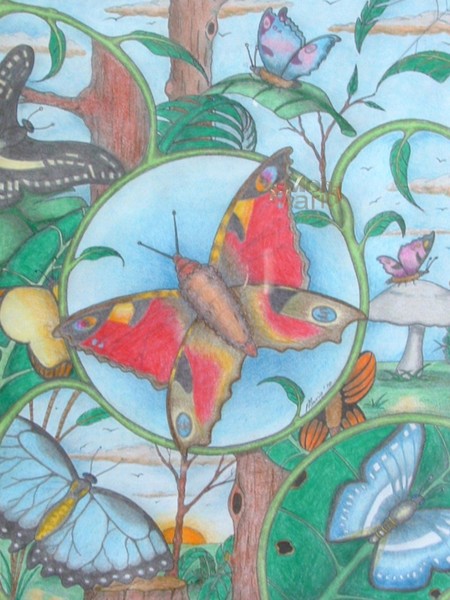Butterflys