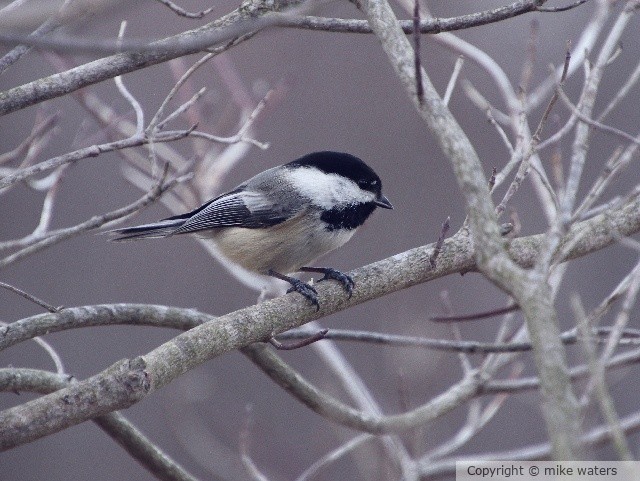 chickadee