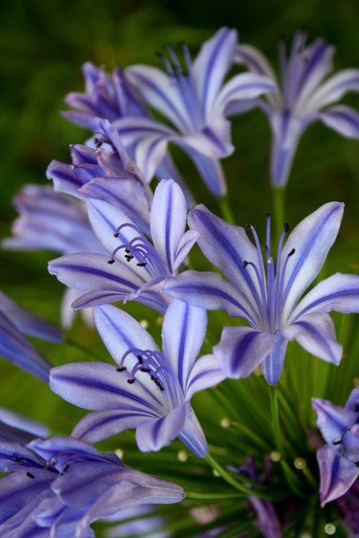 Dad's Garden 3