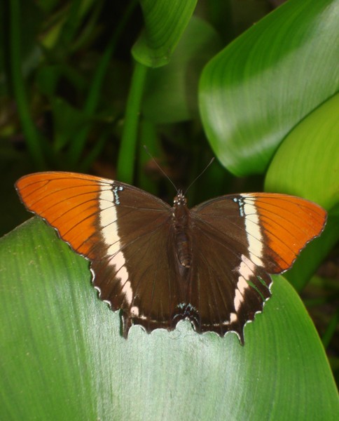 Mariposa Mindo, Ecuador