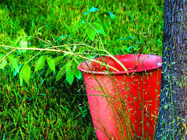Potted Plant and Tree