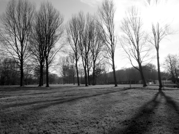 Trees