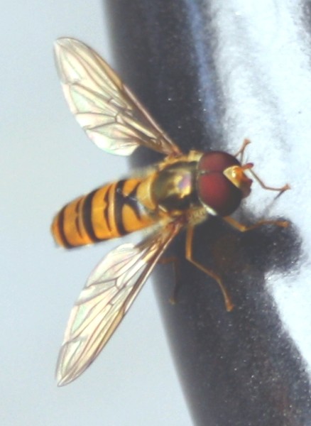 Flower fly