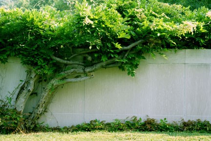 Green Vine