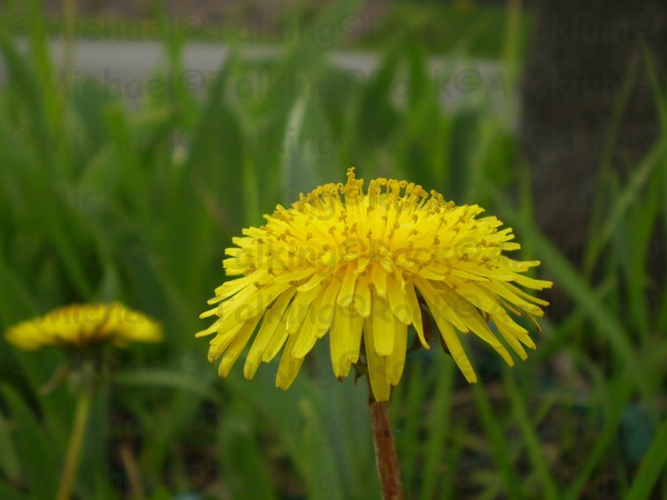 Dandelion