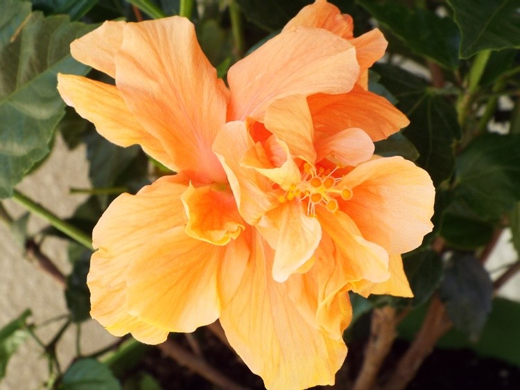 Orange Double Hibiscus