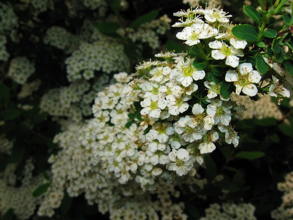 lots o little flowers