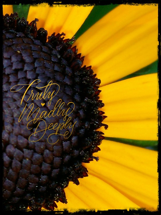 BLACK-EYED SUSAN