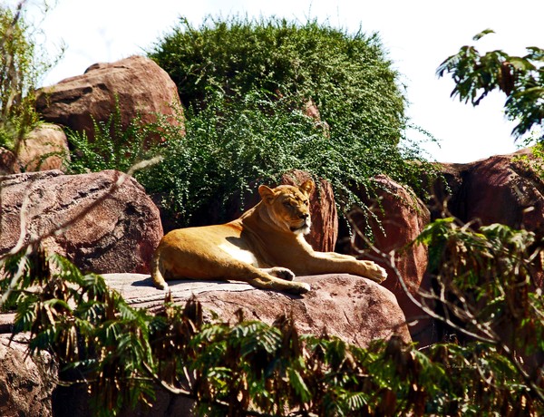 Lioness