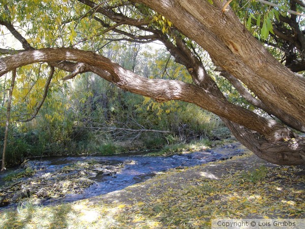 2011 Fall Scenery