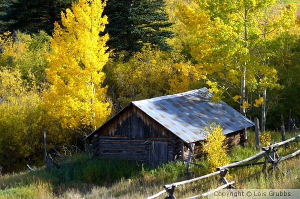 Fall Foilage
