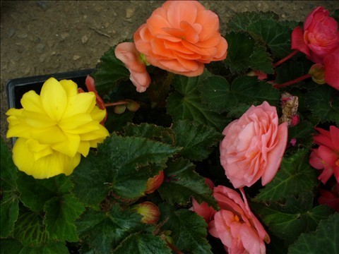 Roses