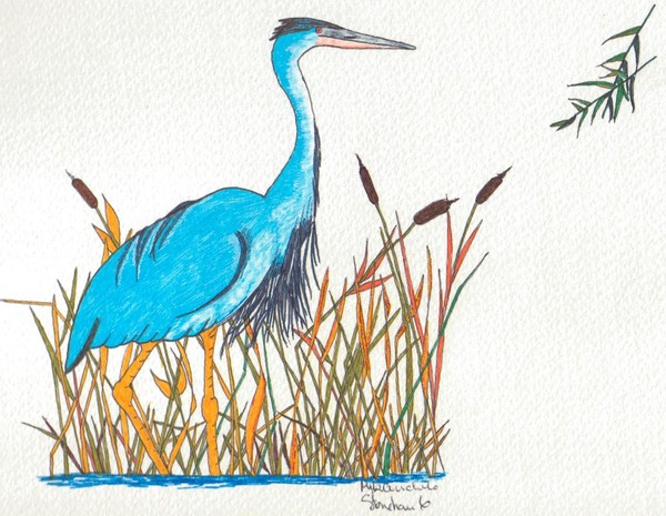 blue heron