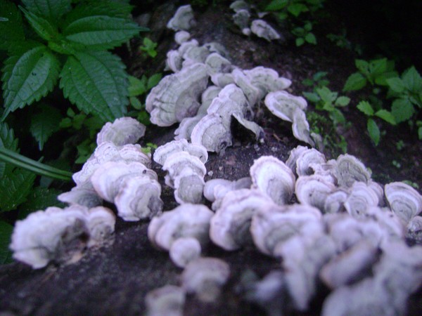 Polypore Growing on a Tree
