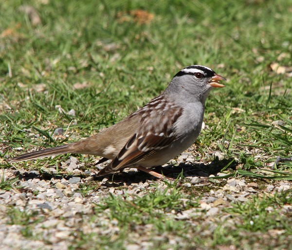 White Crown Sparrow