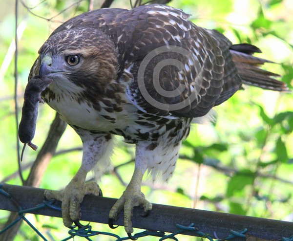 Hawk Breakfast Capture