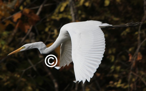 Great Egret in Flight!