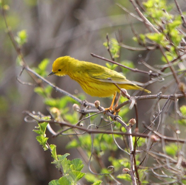 Yellow Warbler 