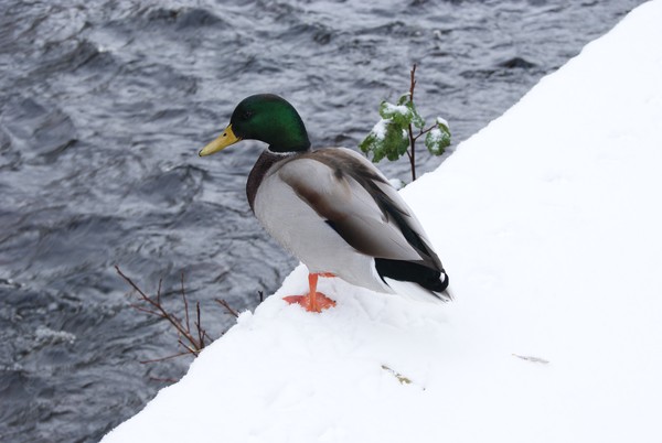 Duck1