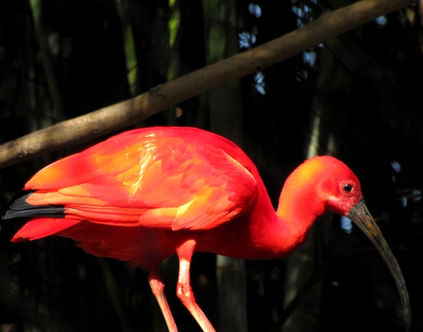 Colorful Scarlet Ibis