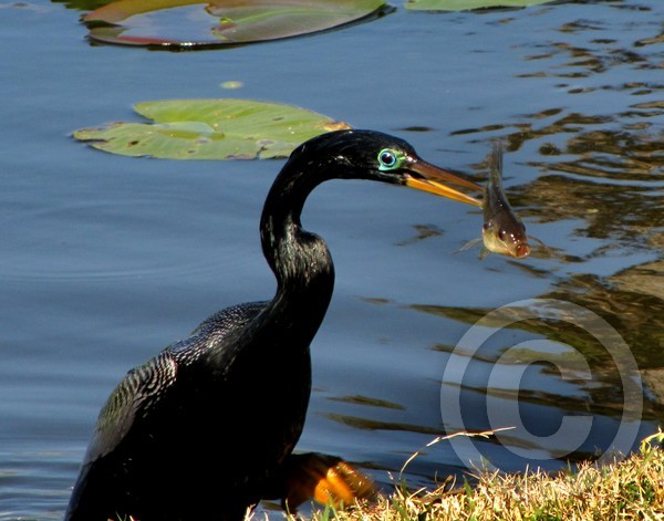 Spearfishing - anhinga style!