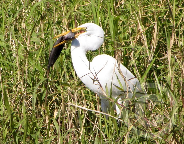 Great Egret Hit!