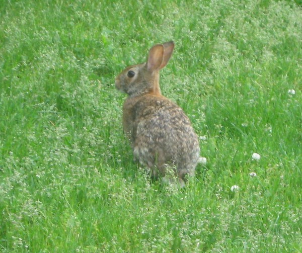 Bunny Rabbit