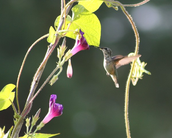 morning glory2