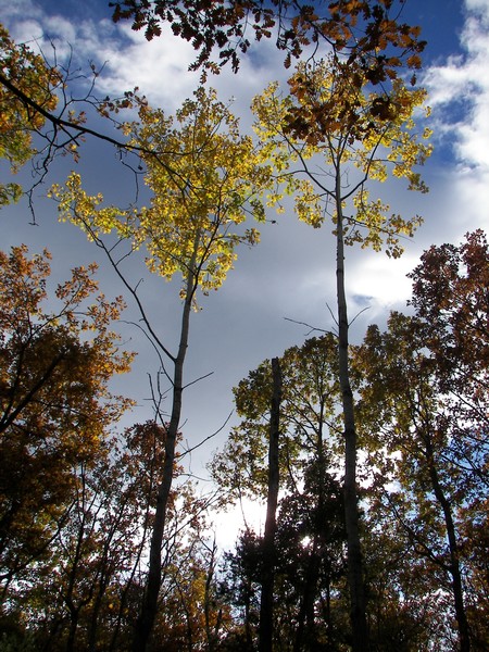 Autumn stories somewhere in slovenian Istria