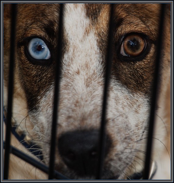 bowie eyes