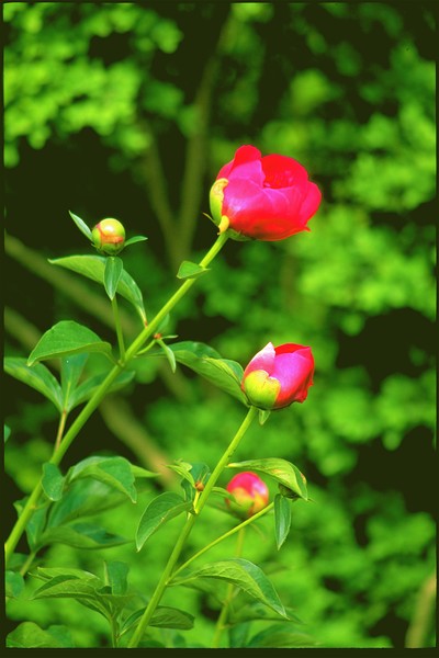 Pionies  FLOWERS. ©2008, JDS